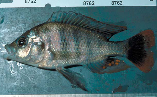 Haplochromis labiatus