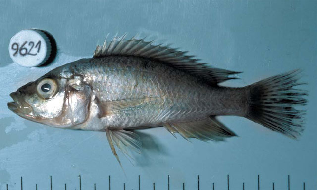 Haplochromis squamipinnis