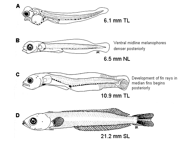 Heterostichus rostratus