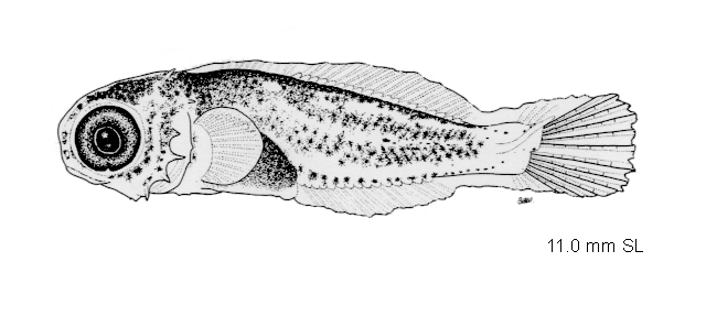 Hemilepidotus spinosus