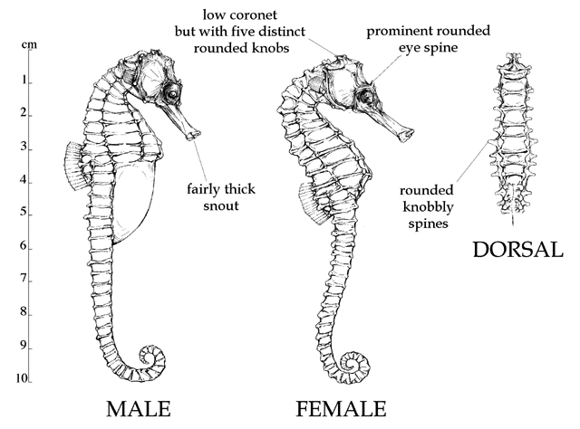 Hippocampus borboniensis