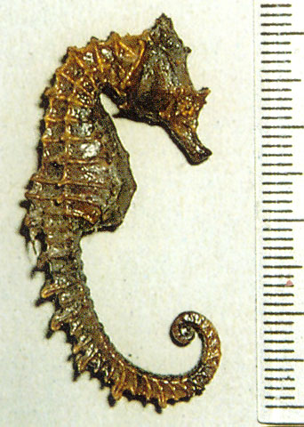 Hippocampus breviceps