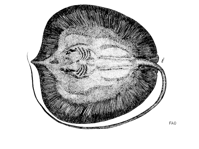 Urogymnus polylepis