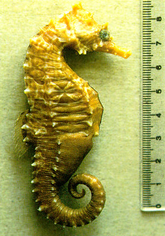 Hippocampus erectus
