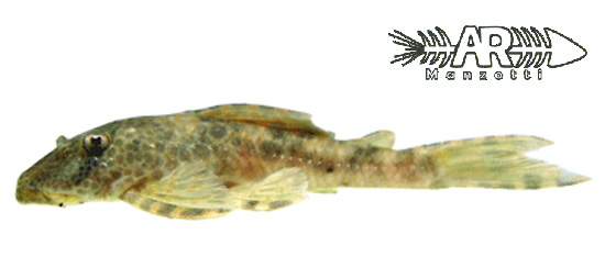 Hypostomus nigromaculatus