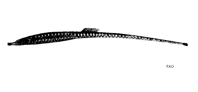 Ichthyocampus carce