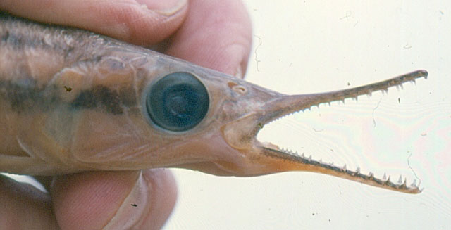Ichthyborus monodi
