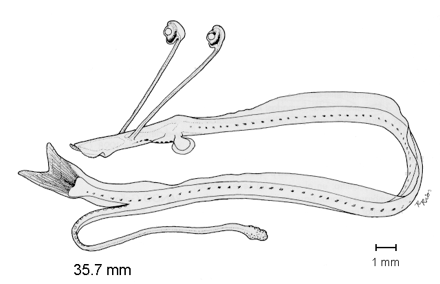 Idiacanthus antrostomus