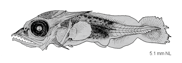 Istiophorus platypterus
