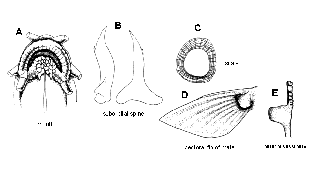 Koreocobitis rotundicaudata