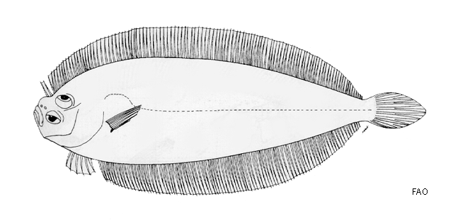 Laeops gracilis