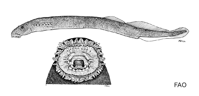 Lampetra lanceolata