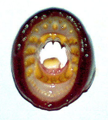 Entosphenus tridentatus