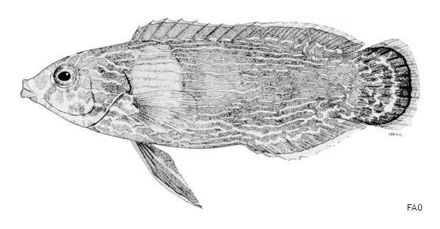 Labrichthys unilineatus