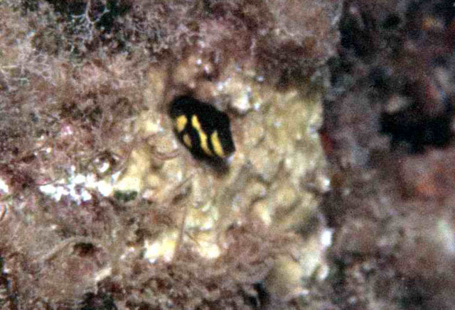 Microlipophrys caboverdensis