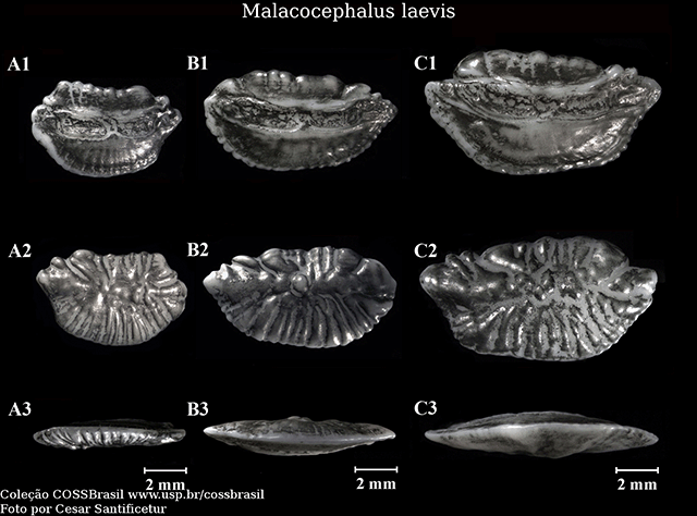 Malacocephalus laevis
