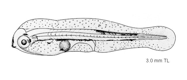 Macroramphosus scolopax