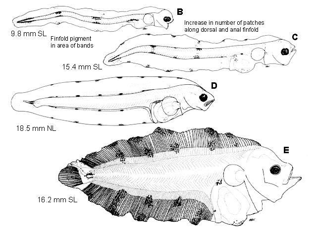 Microstomus bathybius