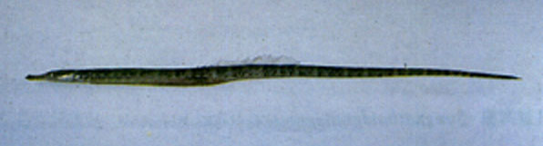 Microphis leiaspis