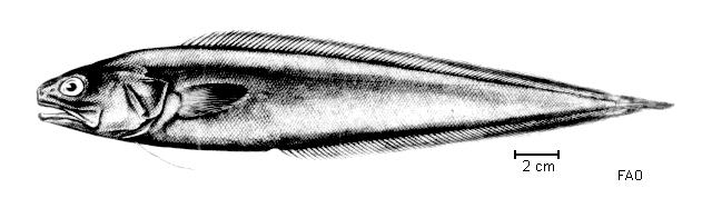 Monomitopus microlepis