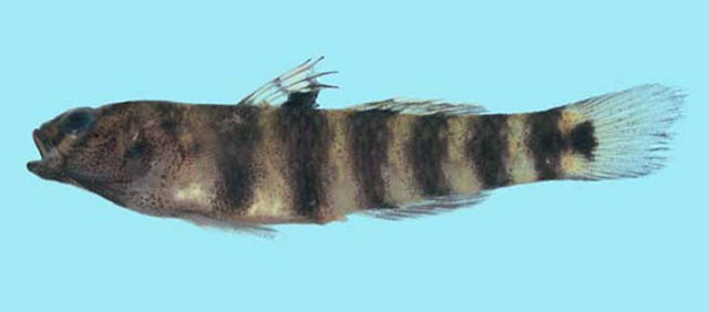Mugilogobius fasciatus