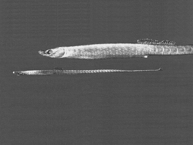 Nannocampus elegans