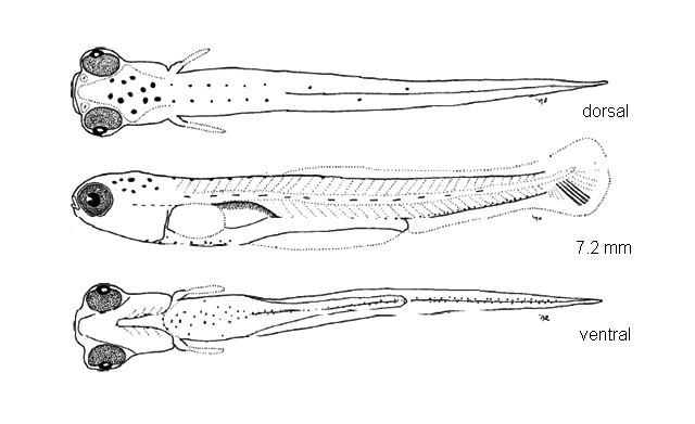 Notropis hudsonius