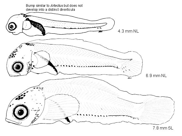 Oligocottus maculosus