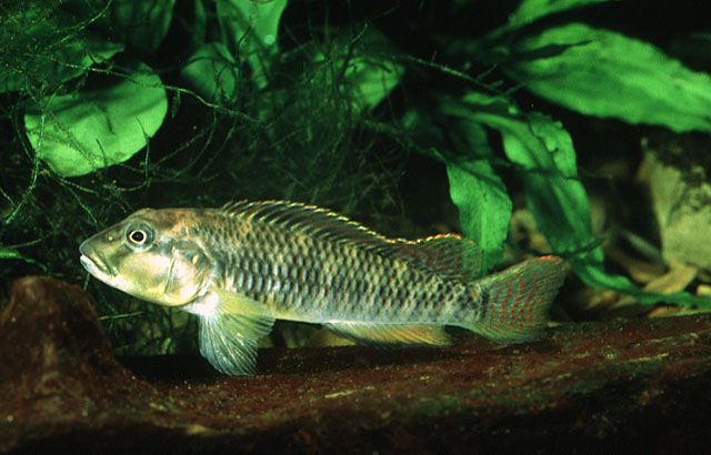 Orthochromis mosoensis