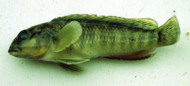 Orthochromis mosoensis