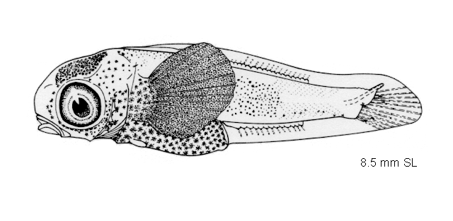 Oxylebius pictus