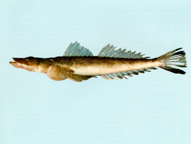 Cymbacephalus bosschei