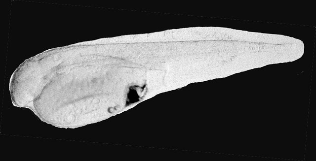 Paralichthys californicus