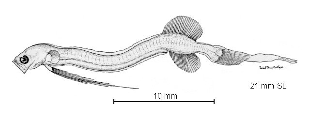 Parataeniophorus gulosus
