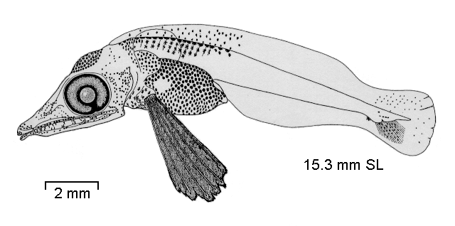 Pagetopsis maculata