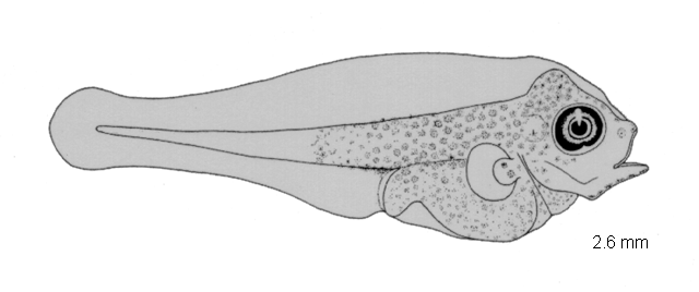 Pleuronichthys guttulatus