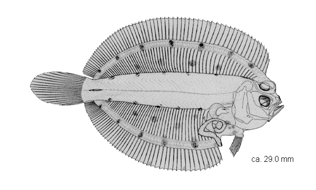 Poecilopsetta hawaiiensis