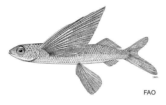 Prognichthys occidentalis