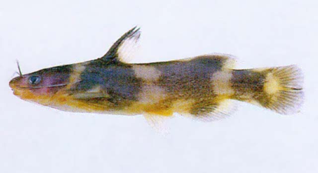 Coreobagrus brevicorpus