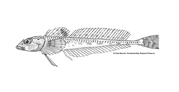 Radulinus asprellus