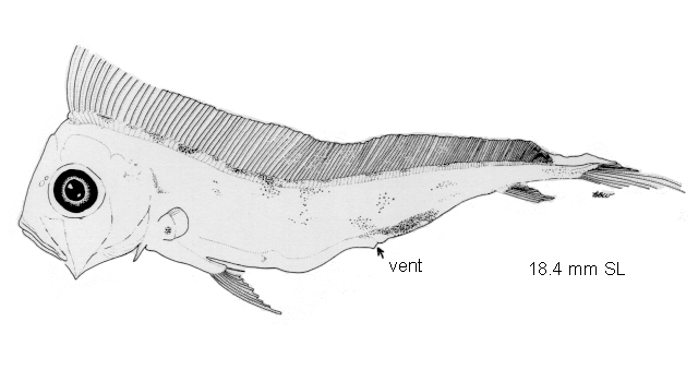 Radiicephalus elongatus