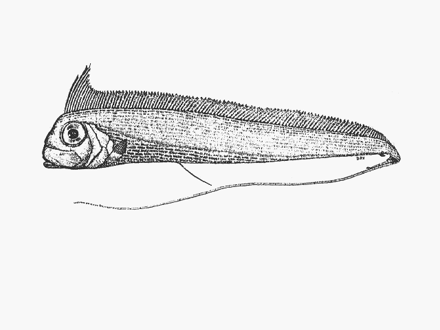 Radiicephalus elongatus