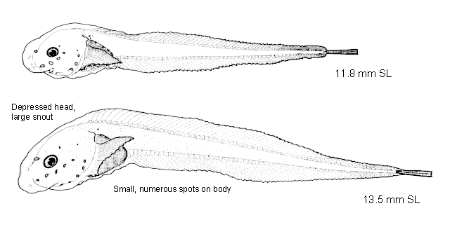 Rhinoliparis barbulifer