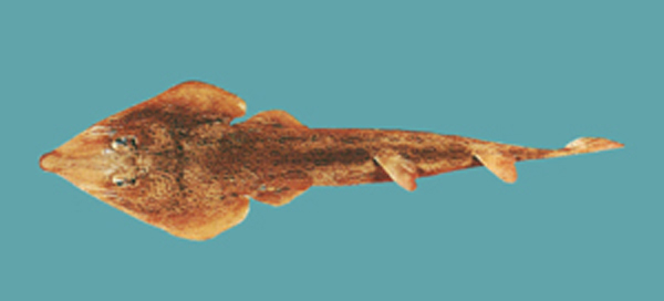 Rhinobatos hynnicephalus