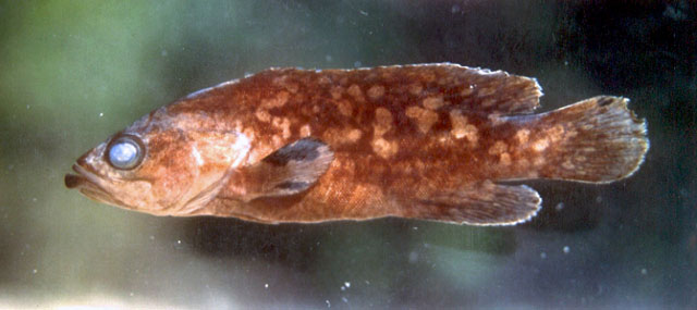 Rypticus bicolor