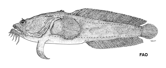 Sanopus astrifer