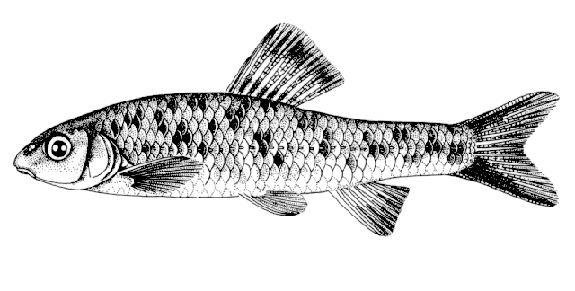 Sarcocheilichthys nigripinnis