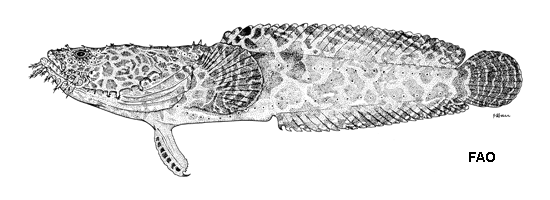 Sanopus reticulatus