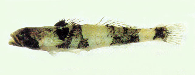 Schismatogobius ampluvinculus