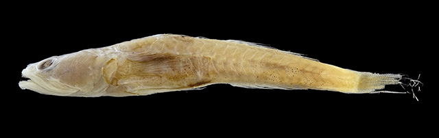 Schismatogobius bruynisi